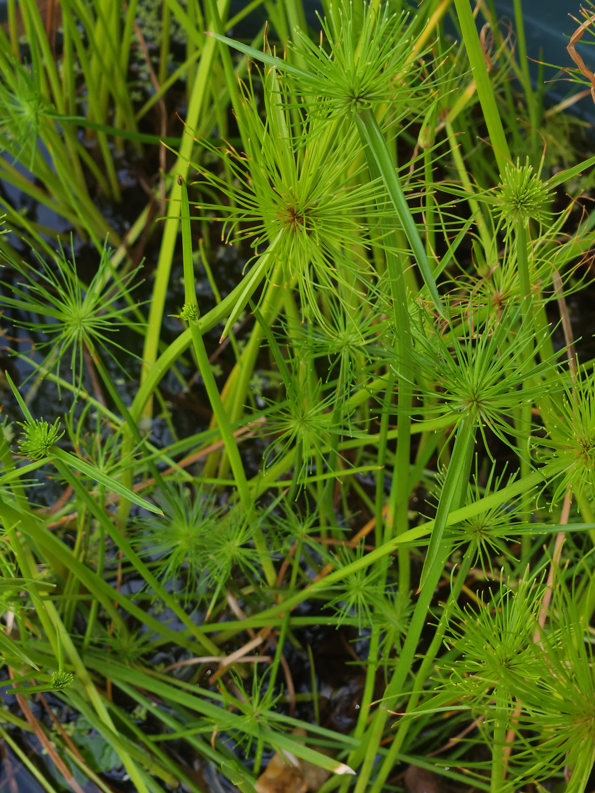 Mini Papyrus (Cyperus prolifer)