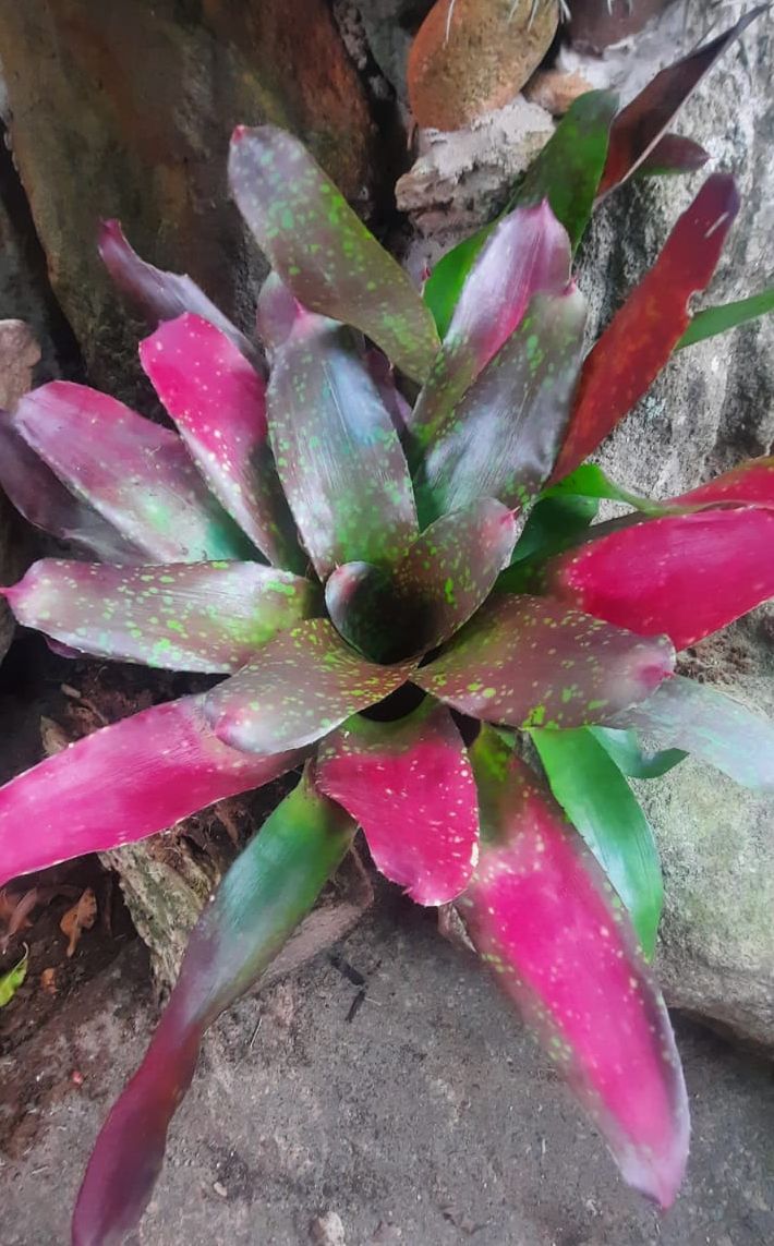 Bromeliad- Concentrica Pink/Purple