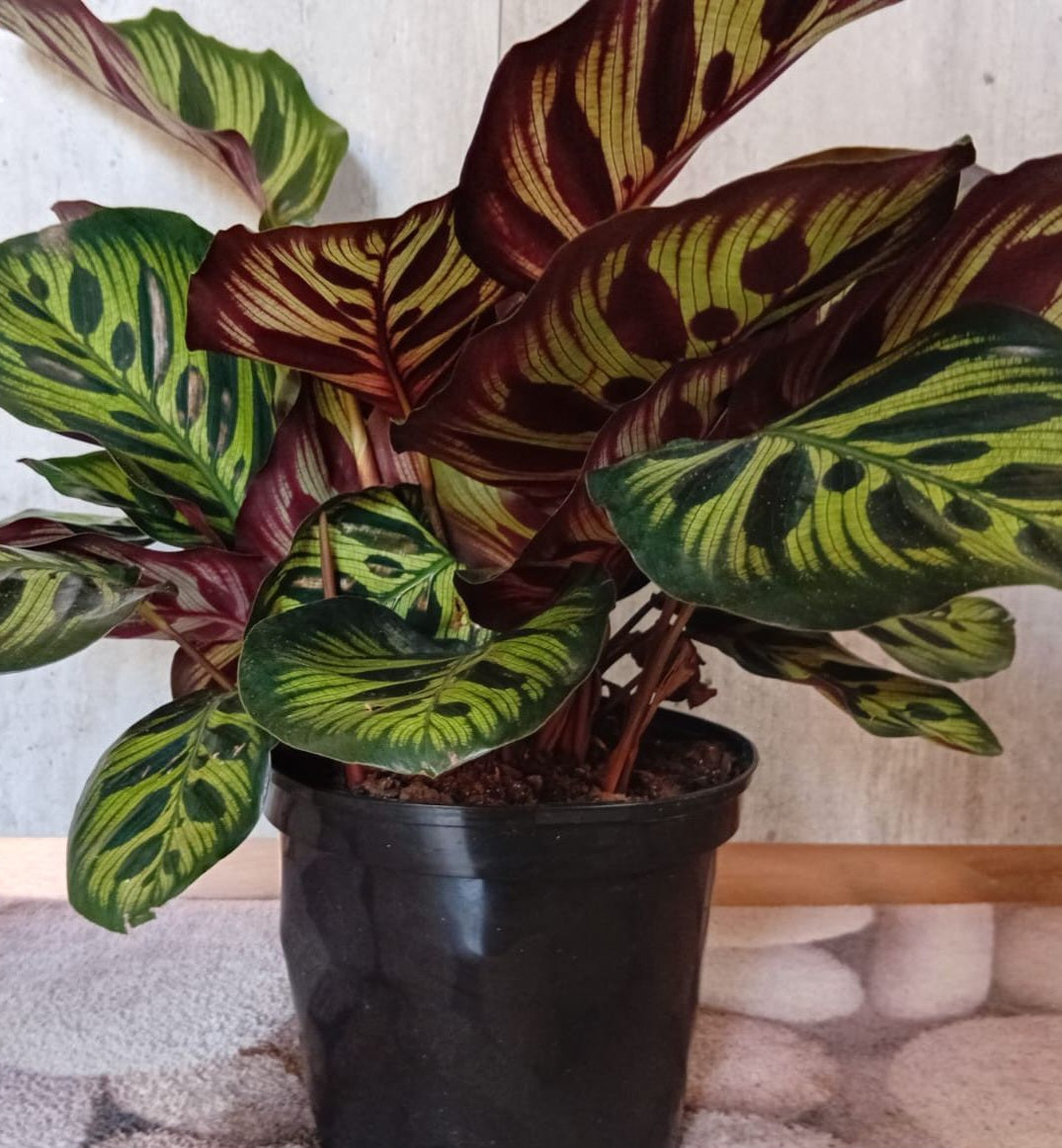 Peacock Plant (Goeppertia mokoyana)
