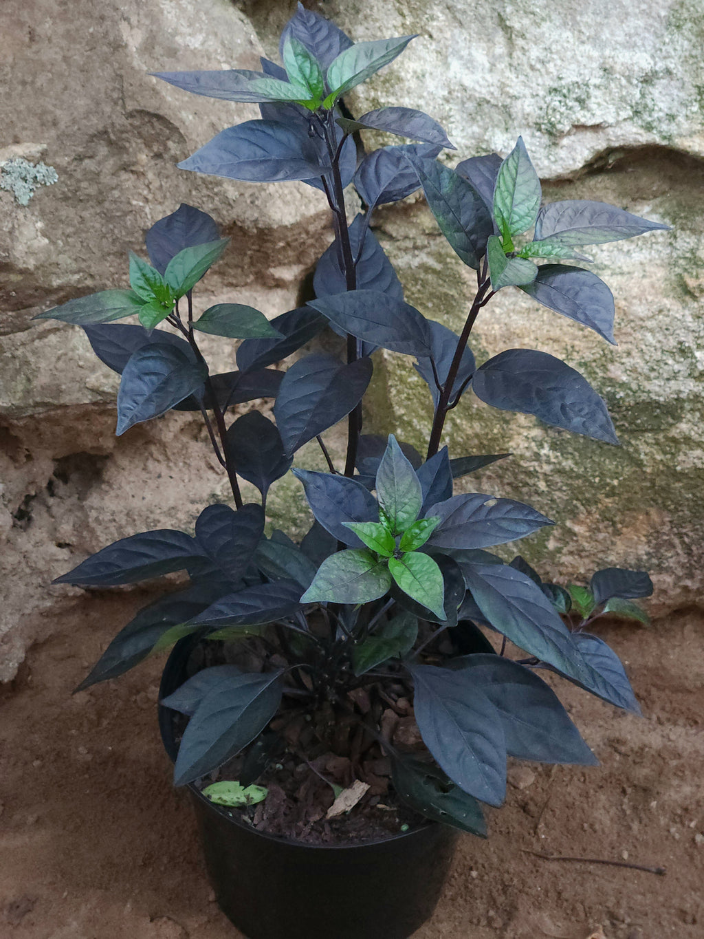 Goth Chilli (Capsicum Anuum 'Purple Flash') Ornamental Chilli