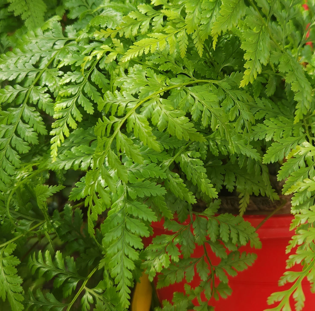 Rabbits Foot Fern (Davallia fejeensis)