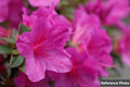 Azalea-Magenta