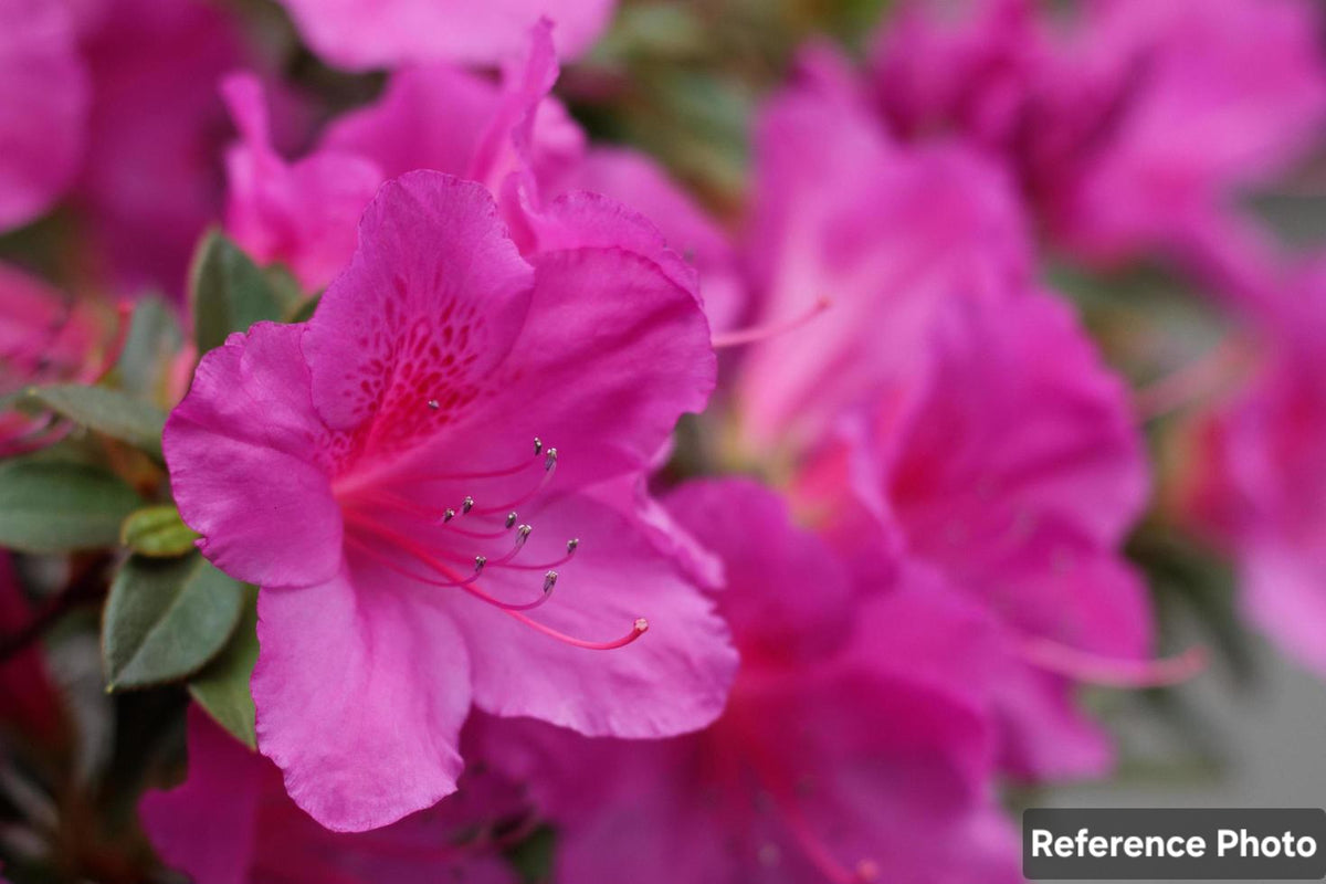 Azalea-Magenta