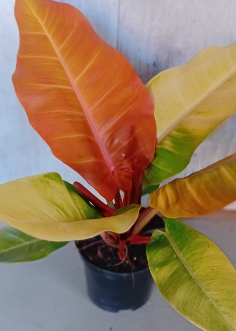 Prince of Orange (Philodendron erubescens)
