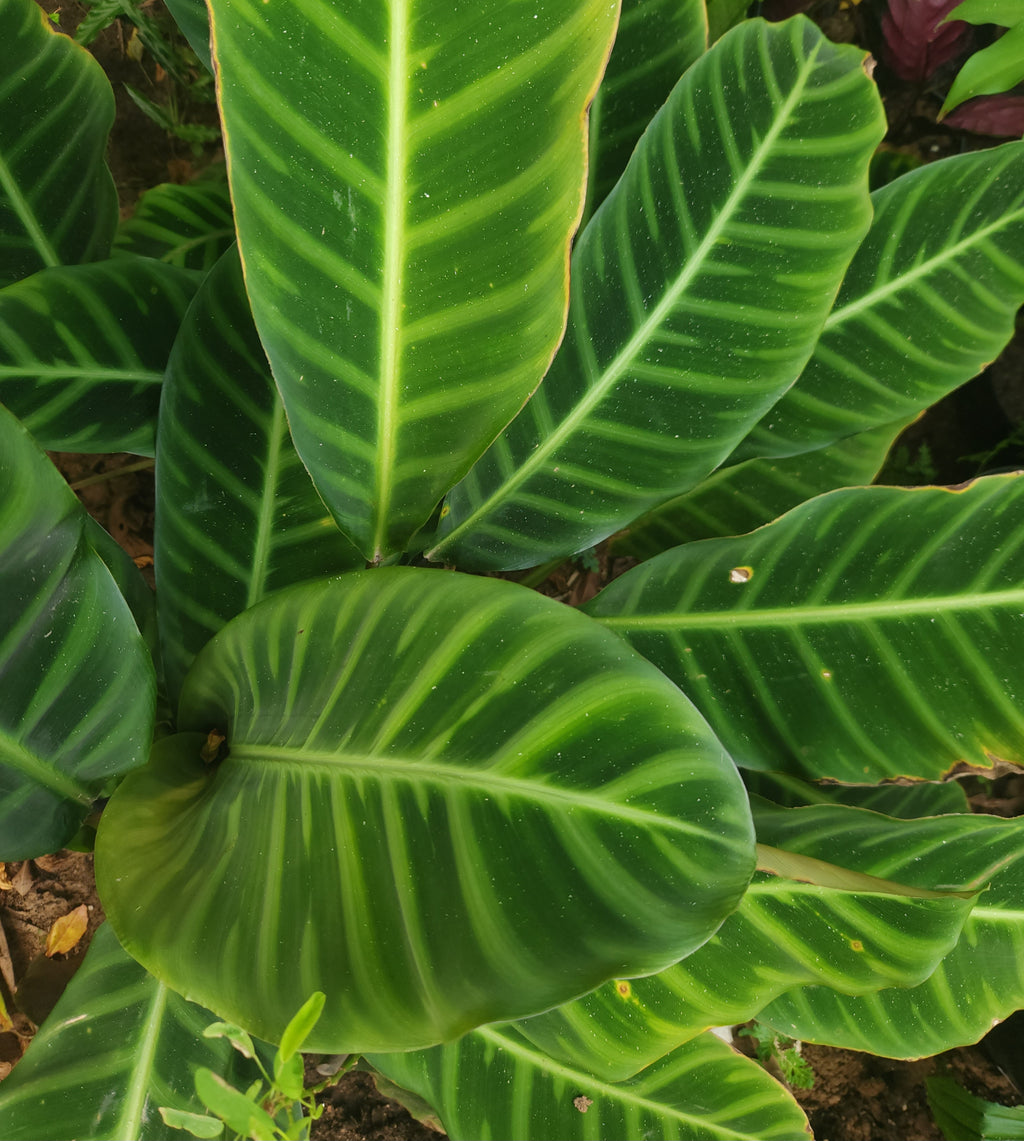 Calathea Zebrina