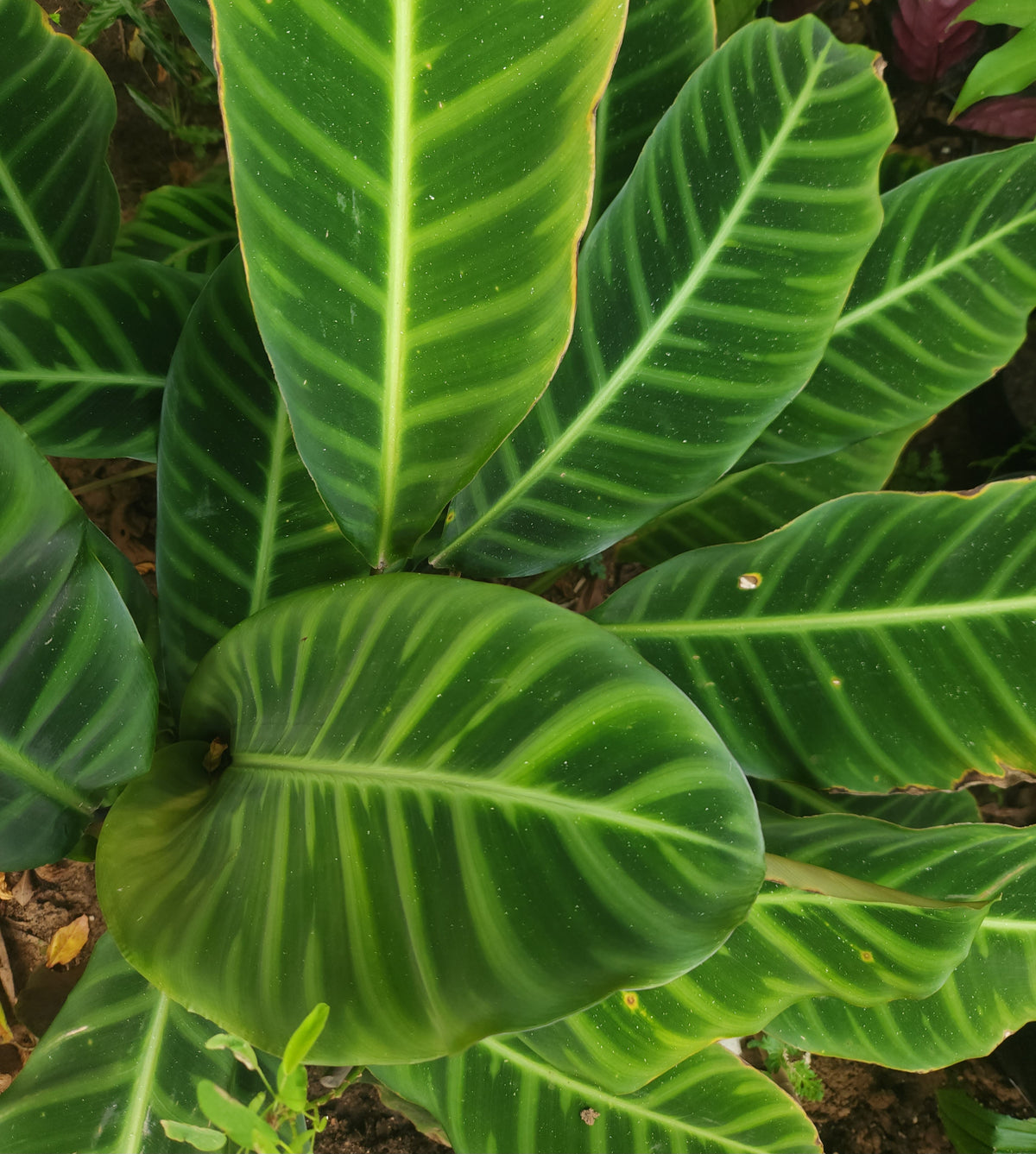 Calathea Zebrina