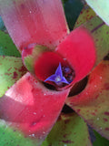 Neoregelia Olens