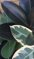Rubber Plant 3 colour combo (Ficus elastica)