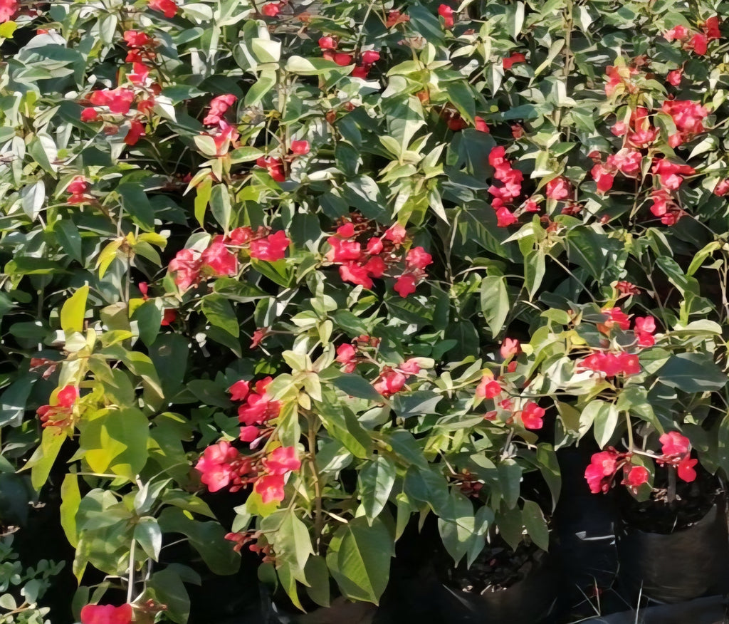 Spicy Jatropha Red (Jatropha integerrima)
