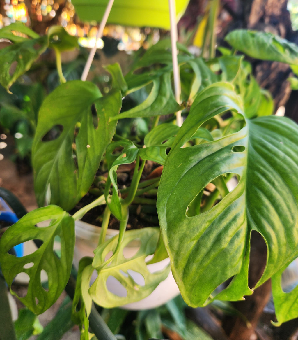 Swiss Cheese Plant (Monstera adonsonii)