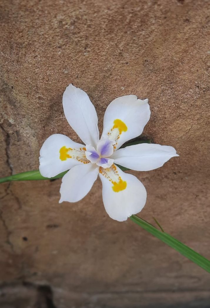 Fairy Iris/Large wild Iris (Dietes grandiflora)