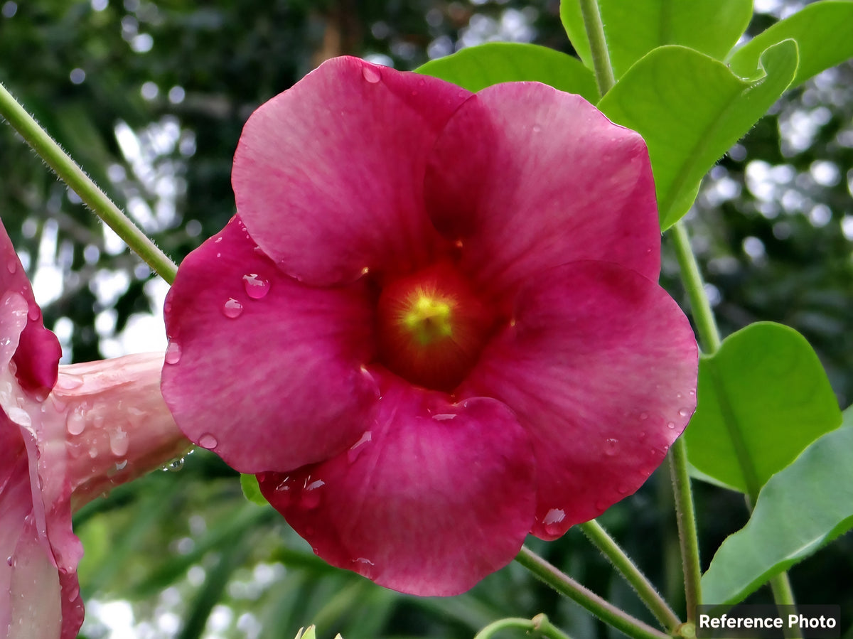 Purple Allamanda (Allamanda blanchetii)