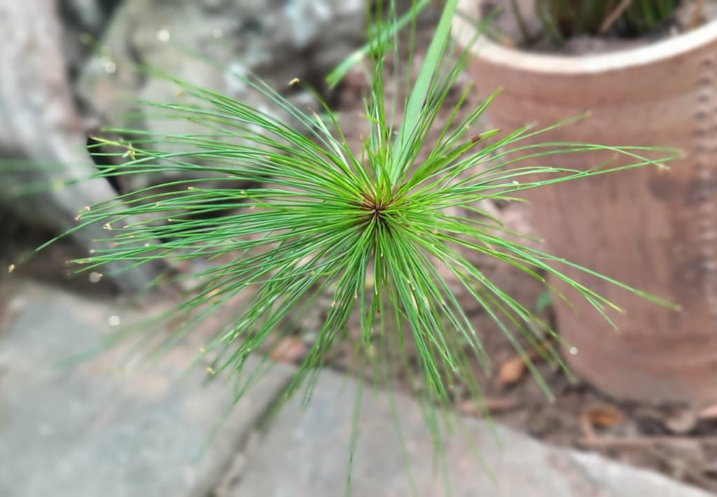 Mini Papyrus (Cyperus prolifer)