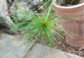 Mini Papyrus (Cyperus prolifer)