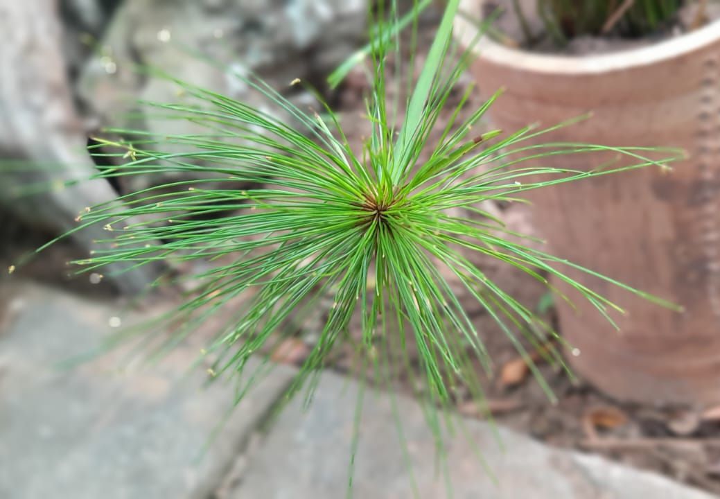 Mini Papyrus (Cyperus prolifer)