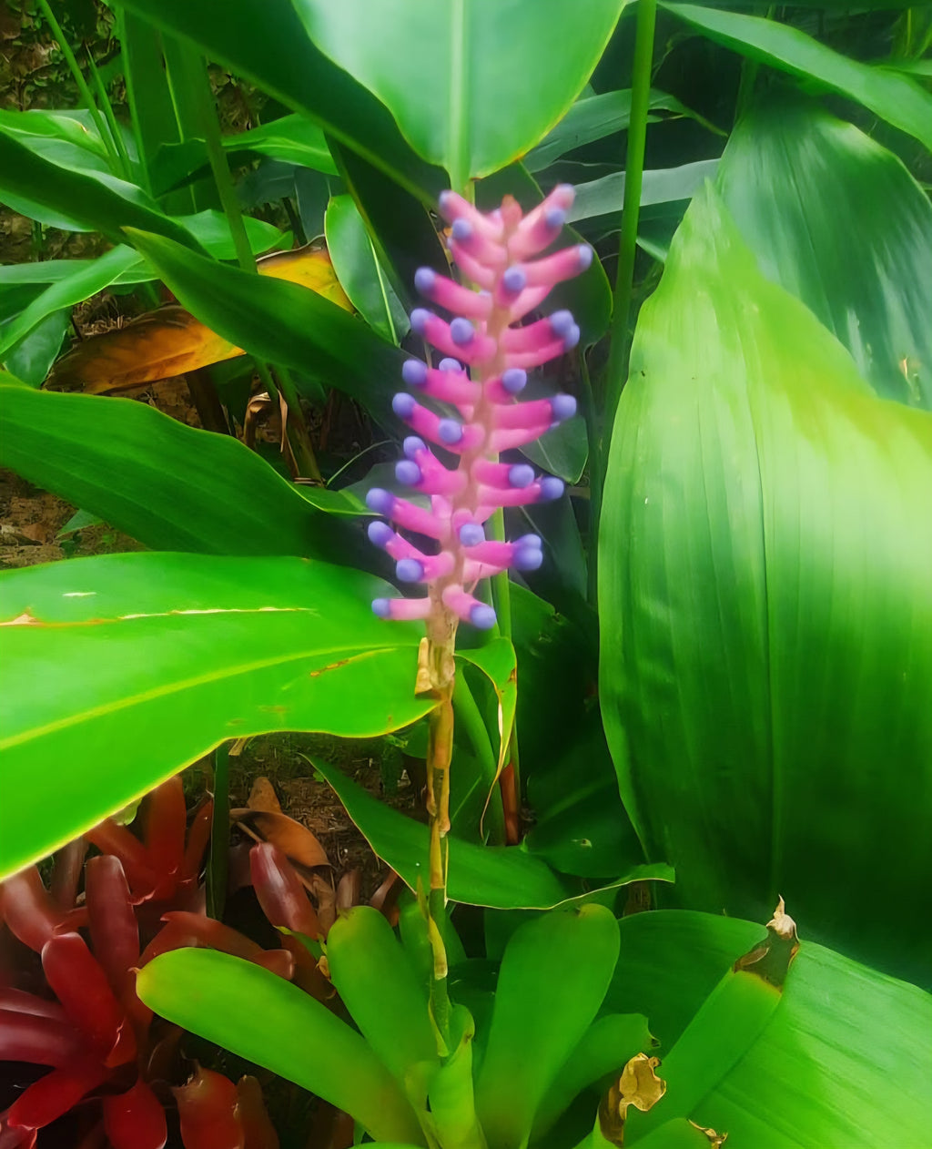 Matchstick Bromeliad (Aechmea gamosepala)