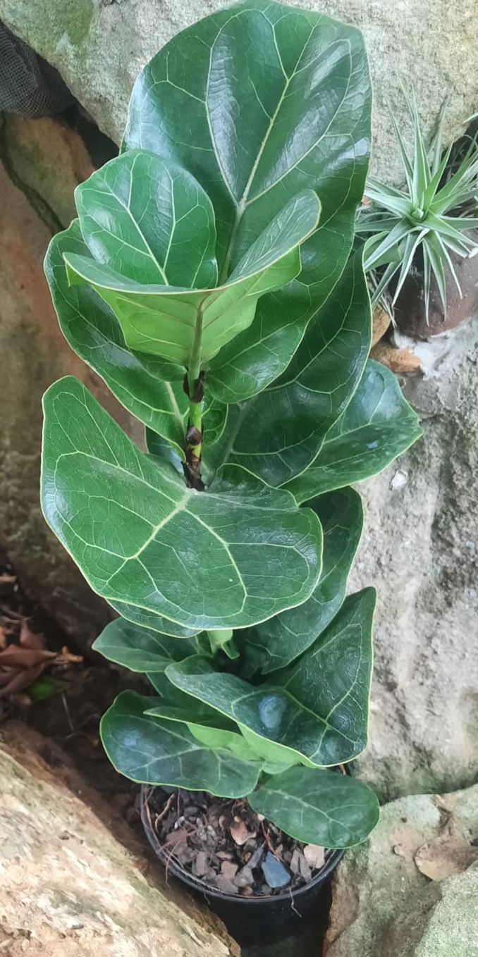 Dwarf Fiddle Leaf Fig (Ficus lyrata bambino)