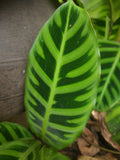 Calathea Zebrina