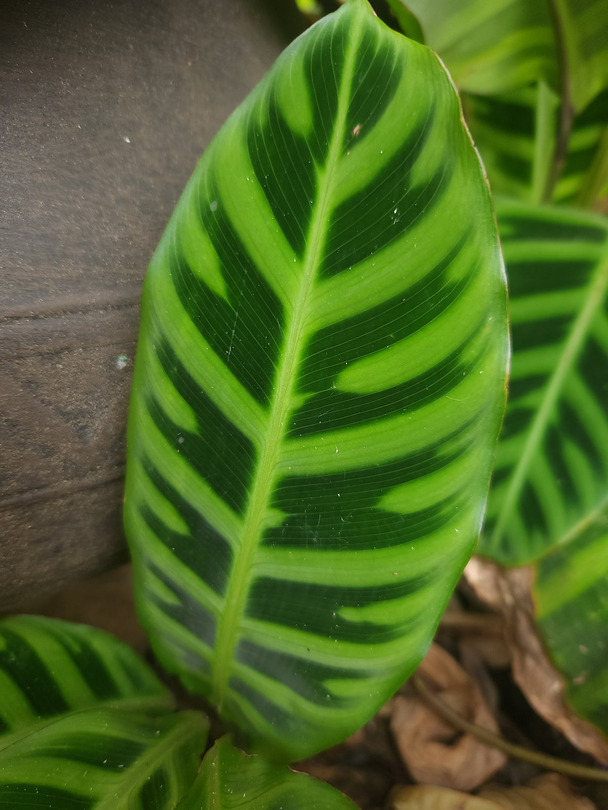Calathea Zebrina