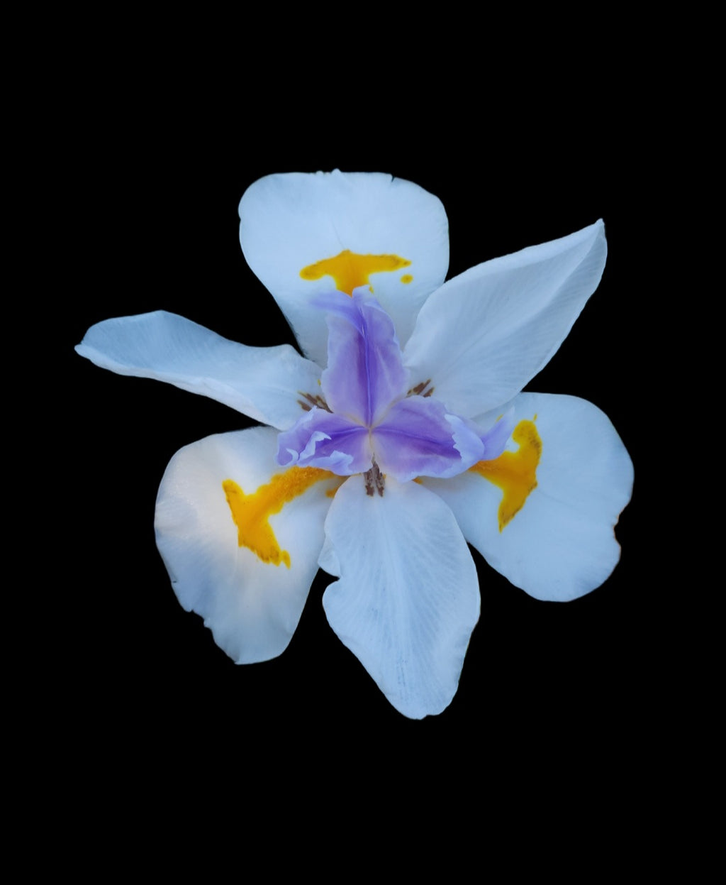Fairy Iris/Large wild Iris (Dietes grandiflora)