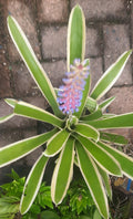 Bromeliad-Matchstick Lucky Stripes (Aechmea gamosepala)