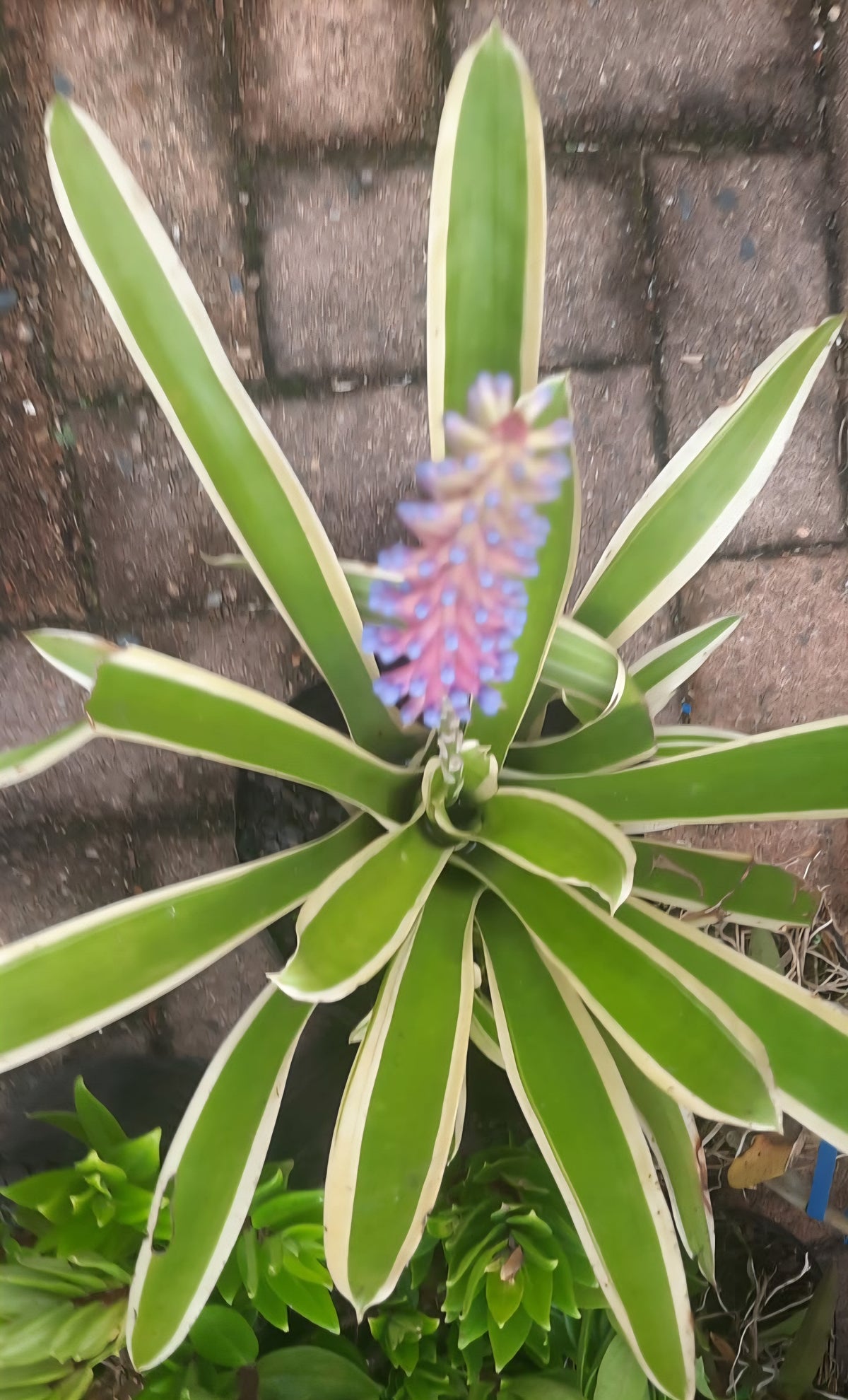 Bromeliad-Matchstick Lucky Stripes (Aechmea gamosepala)