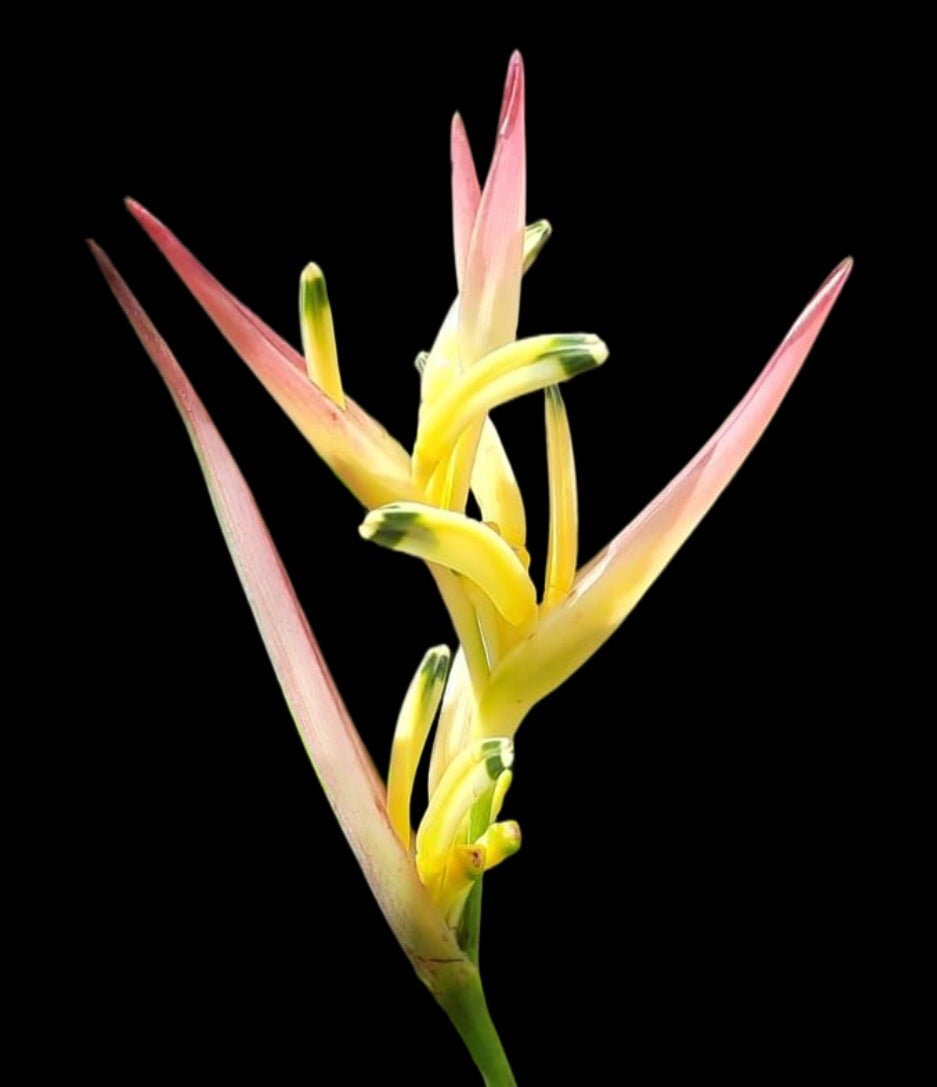Strawberries&Cream (Heliconia psittacorum)