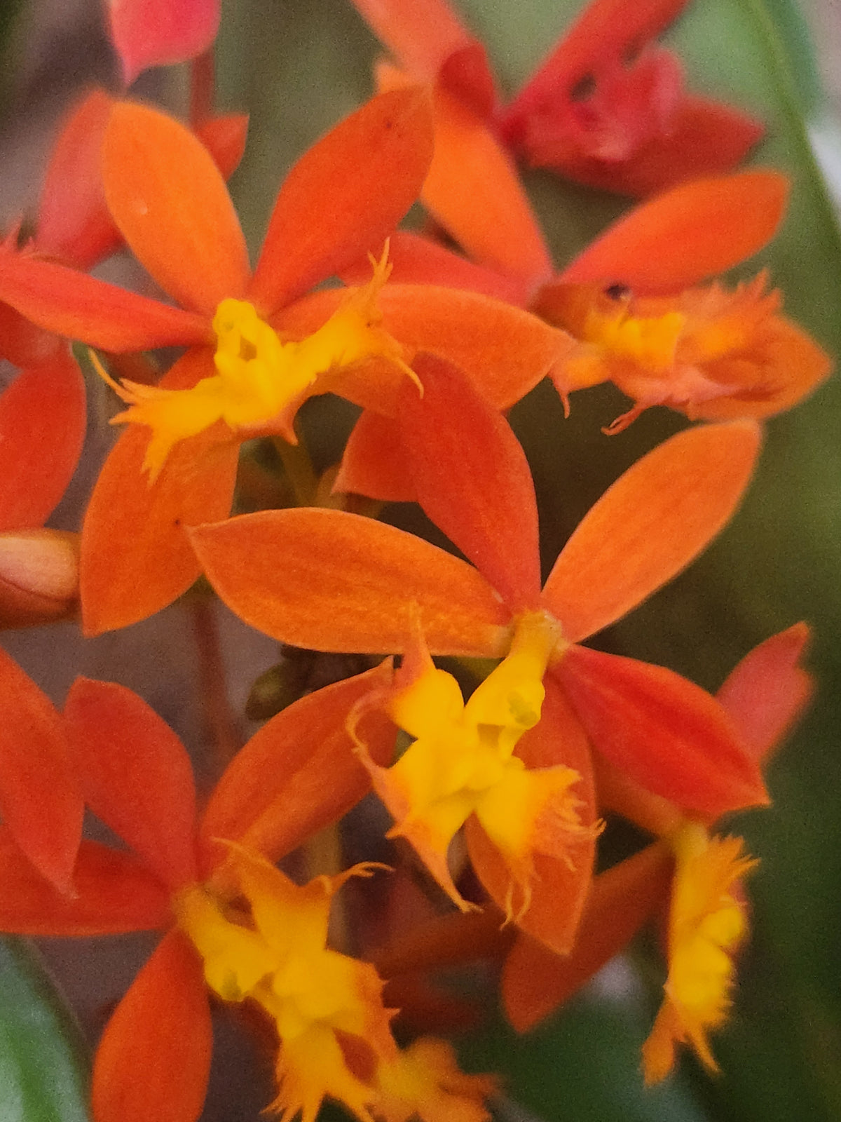 Reed Orchid-Orange (Epidendrum radicans)
