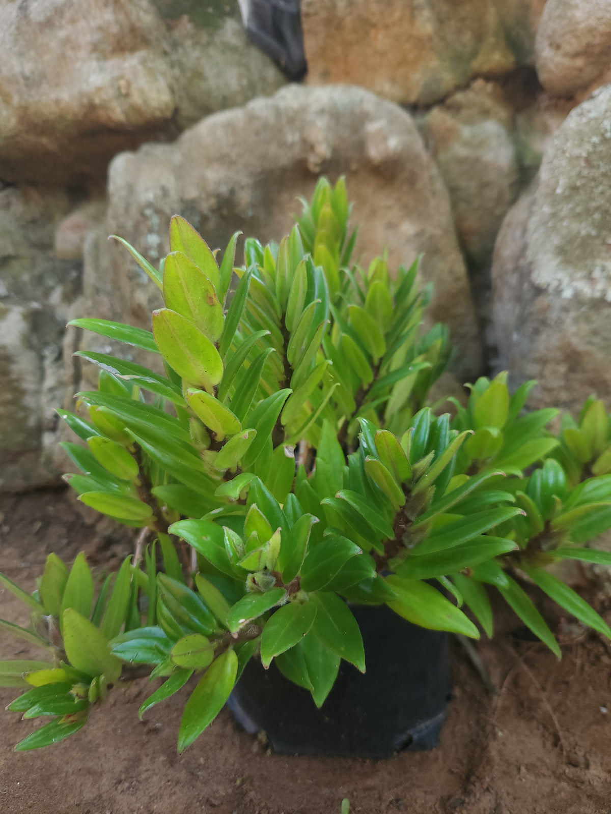 Goldfish plant- Orange (Columnea)