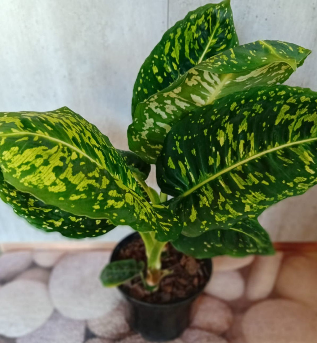 Dieffenbachia 'Reflector'