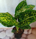 Dieffenbachia 'Reflector'