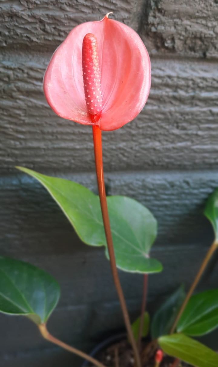 Flamingo Flower - Peach MINI (Anthurium Andraeanum)