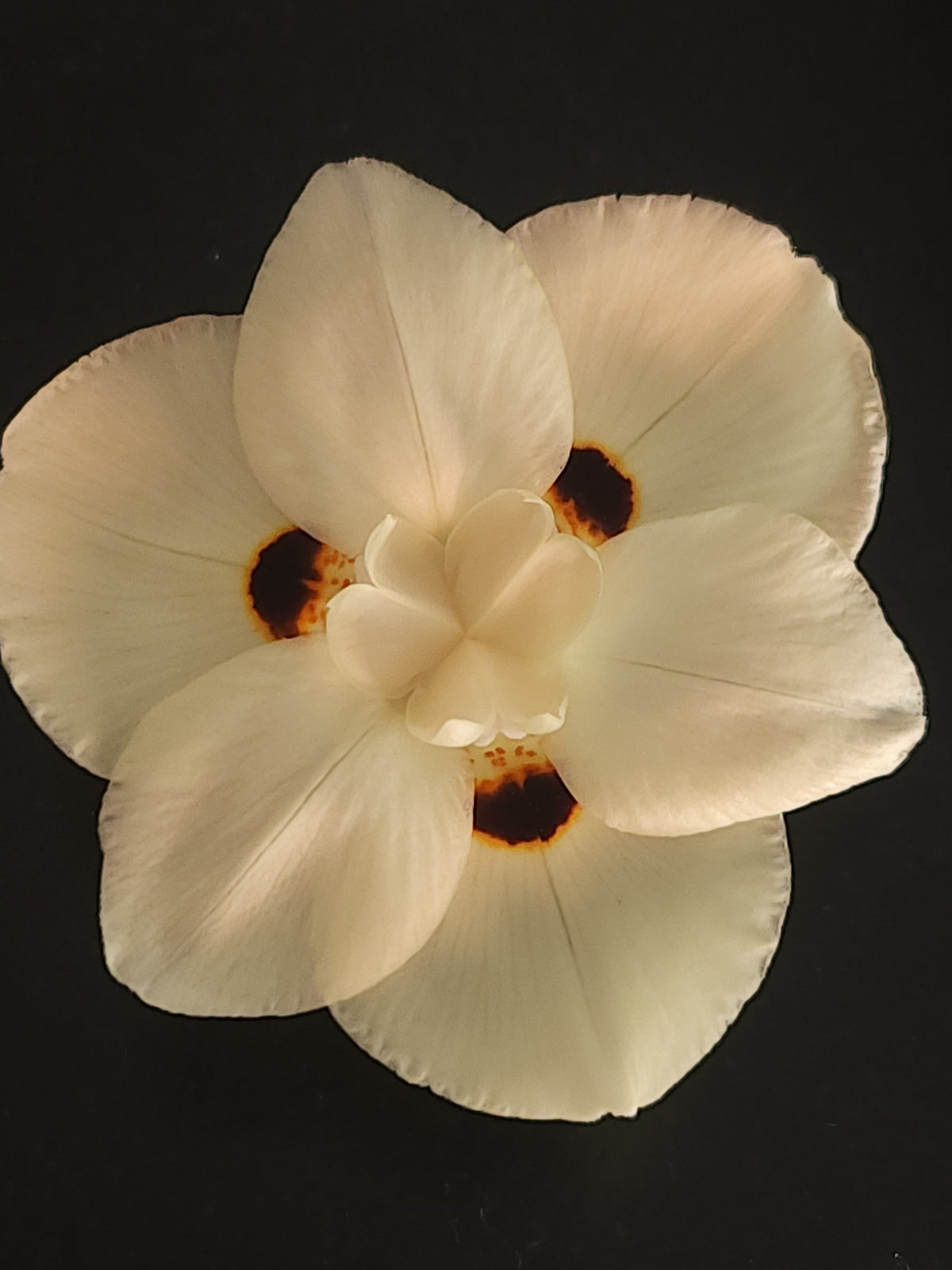 Yellow African Iris (Dietes bicolor)