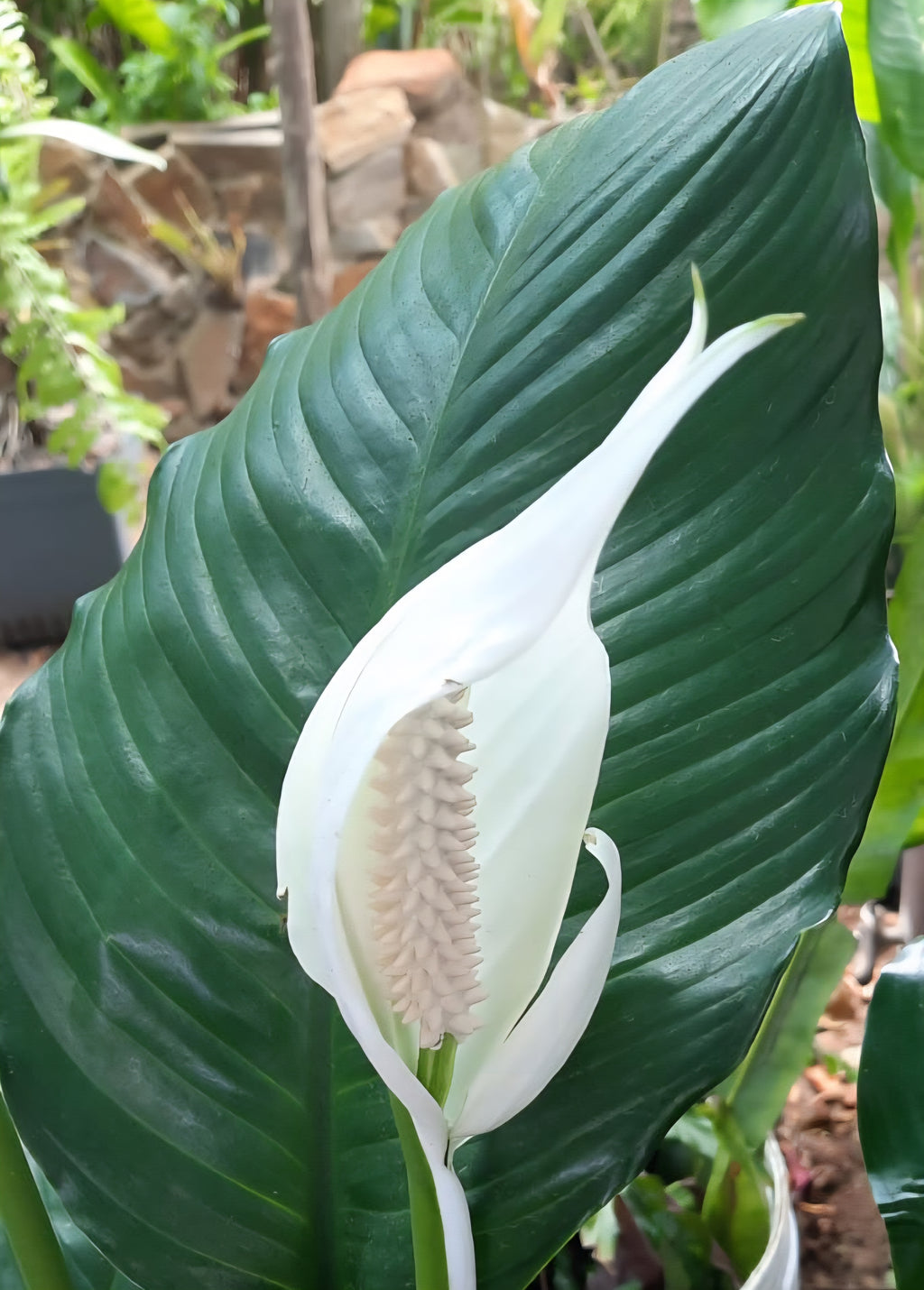 Peace Lilly Extra Large (Spathiphyllum"Sweet Sebastiano")