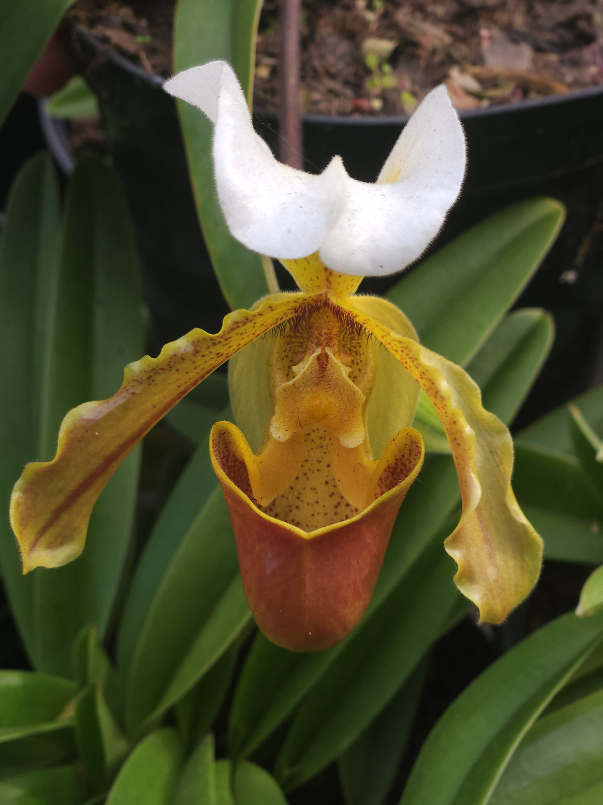 Slipper Orchid (Paphiopedilum Leeanum)
