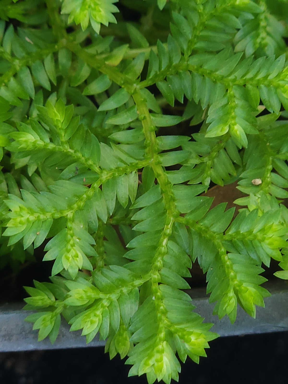 Krauss Spikemoss (Selaginella kraussiana)