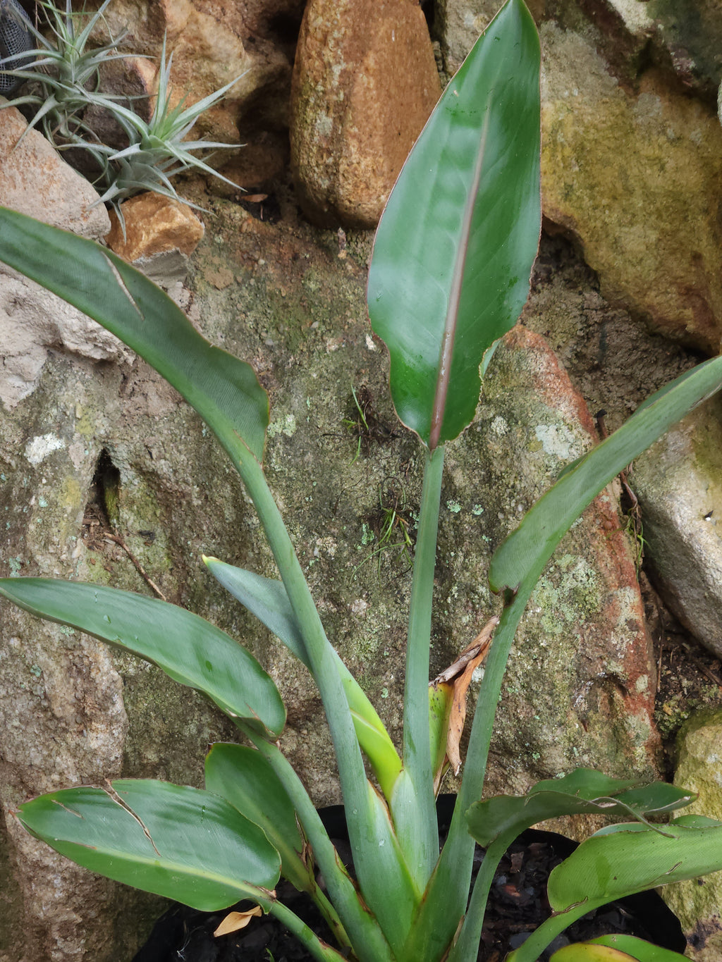 Strelitzia Yellow Hybrid (Strelitzia reginae 'Mandela's Gold')