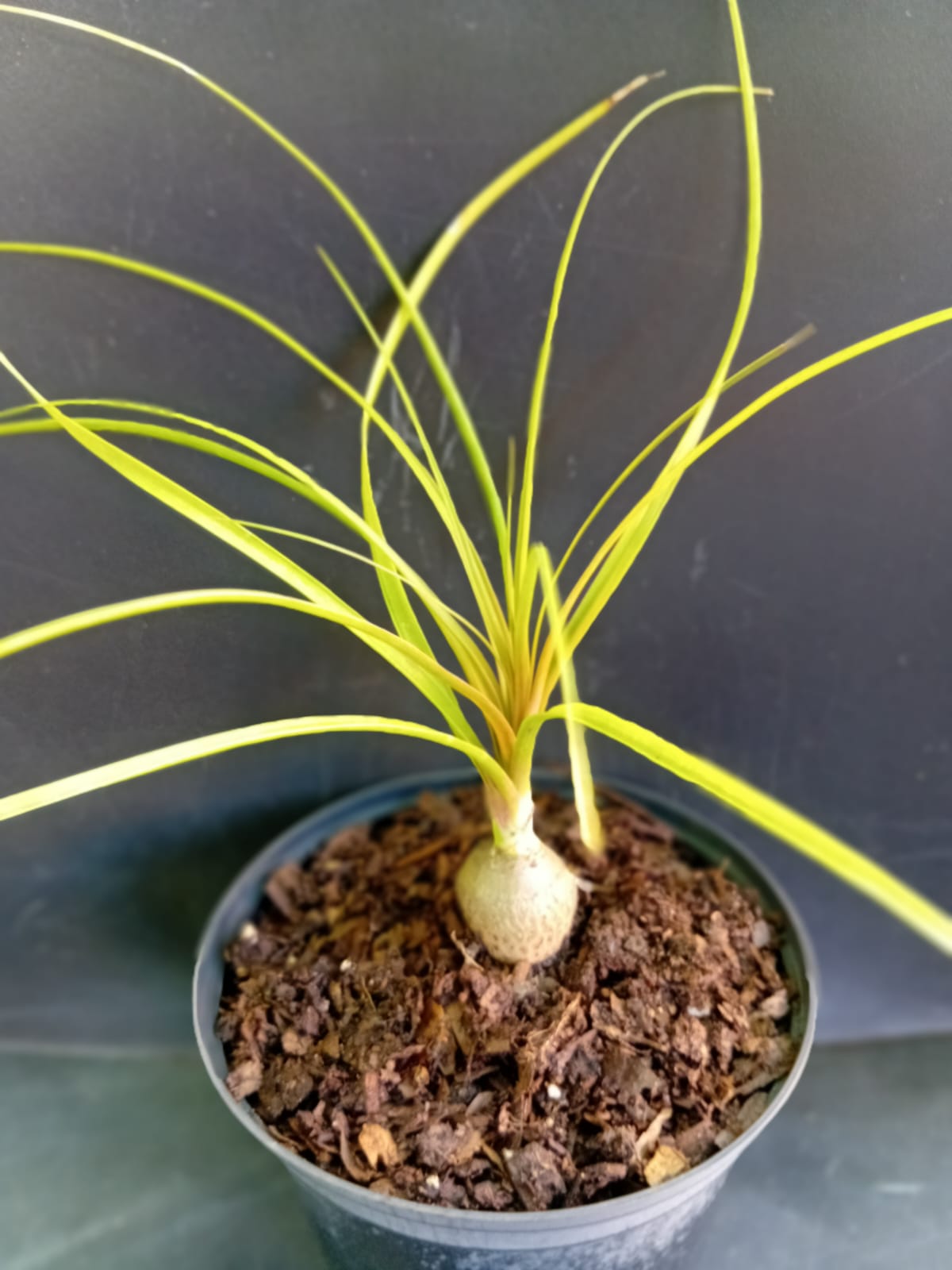 Mini Ponytail Palm (Beaucarnea recurvata (Ponytail Palm)