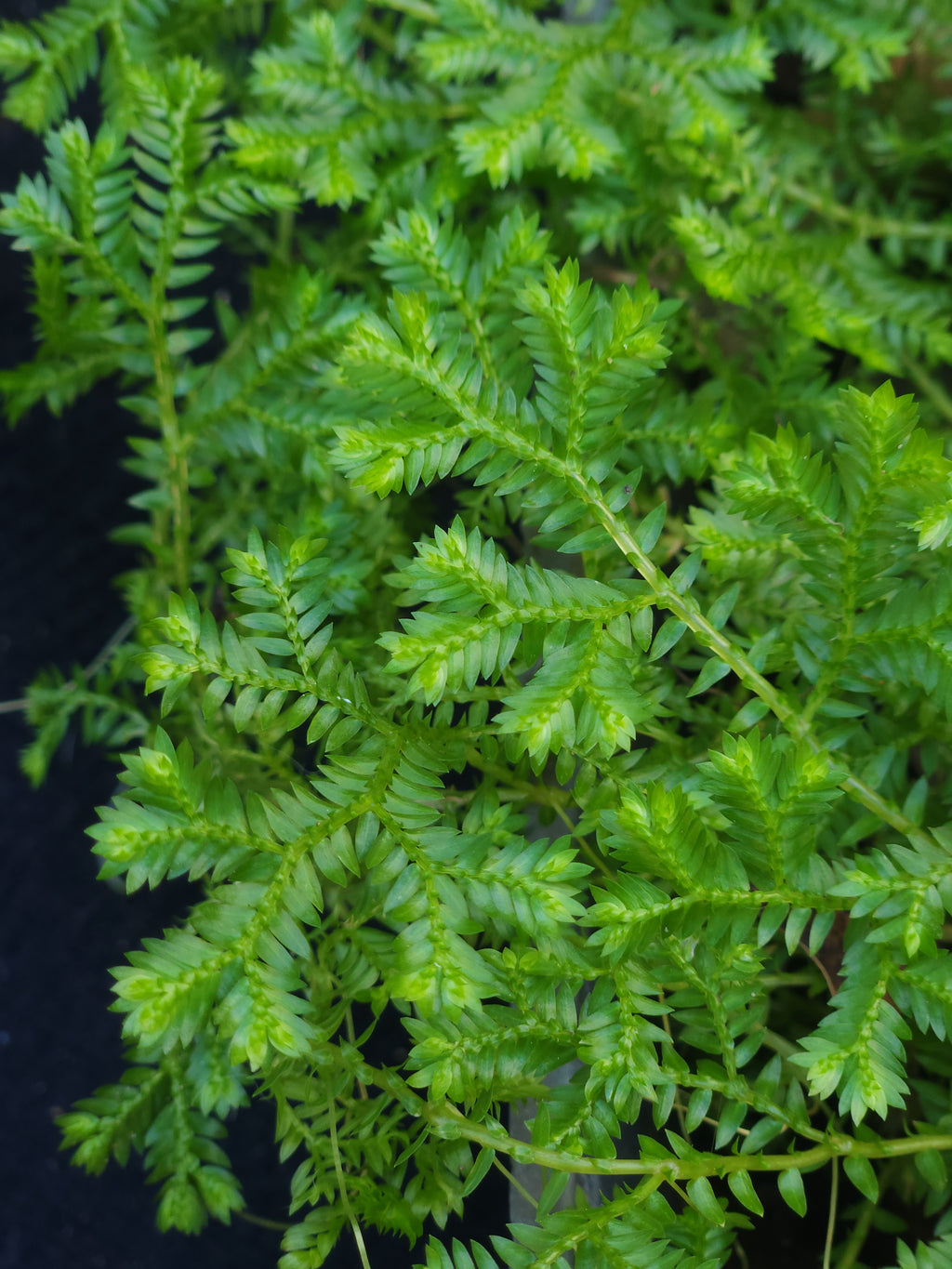 Krauss Spikemoss (Selaginella kraussiana)