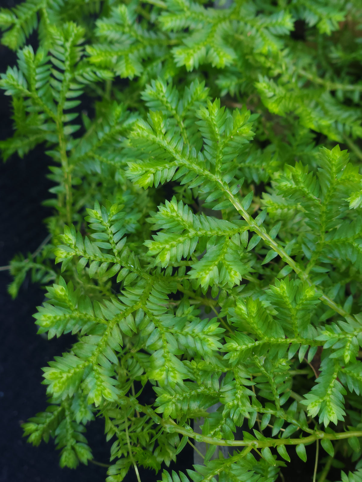 Krauss Spikemoss (Selaginella kraussiana)