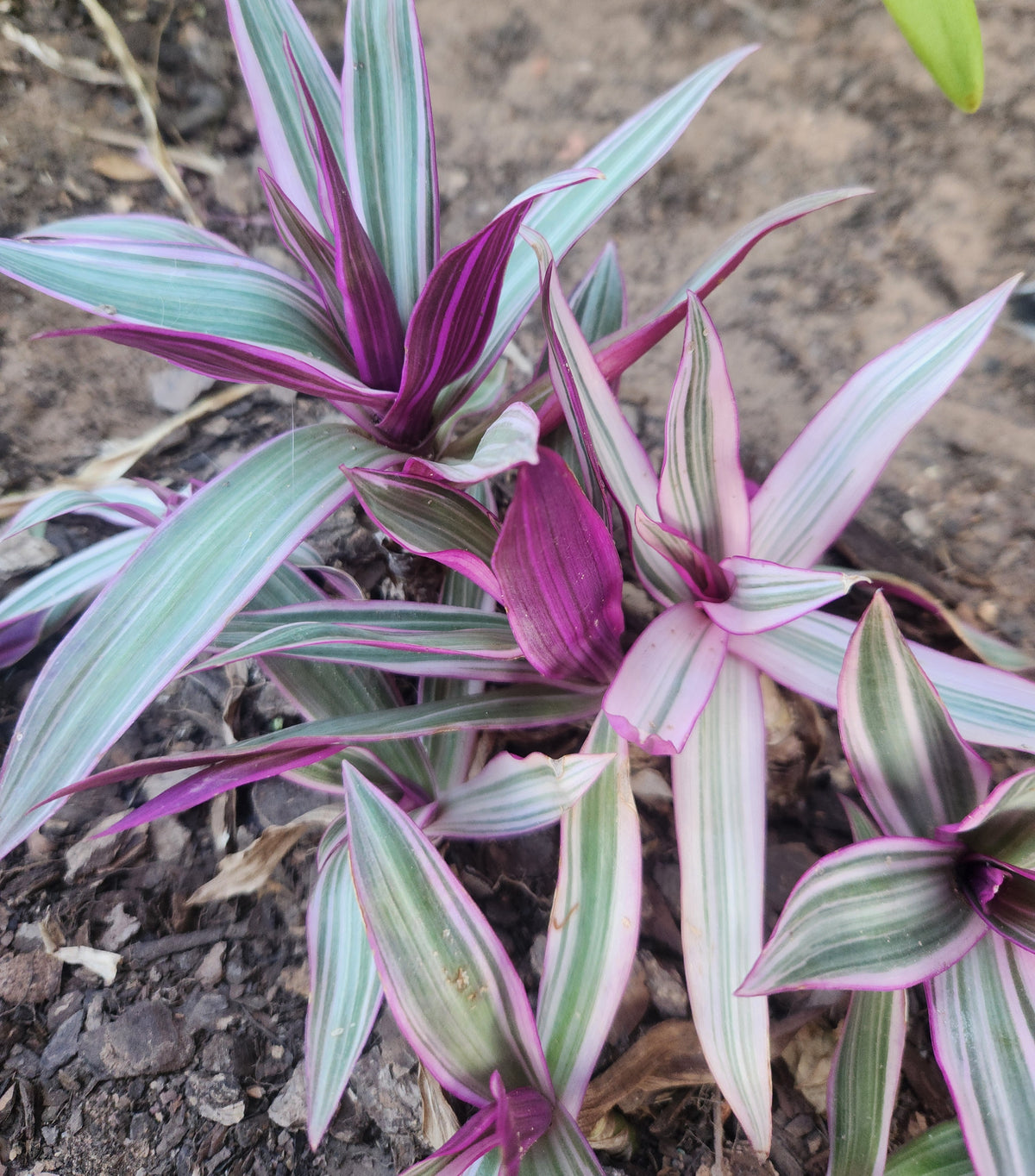 Rhoeo Rainbow (Tradescantia spathacea 'Tricolor)