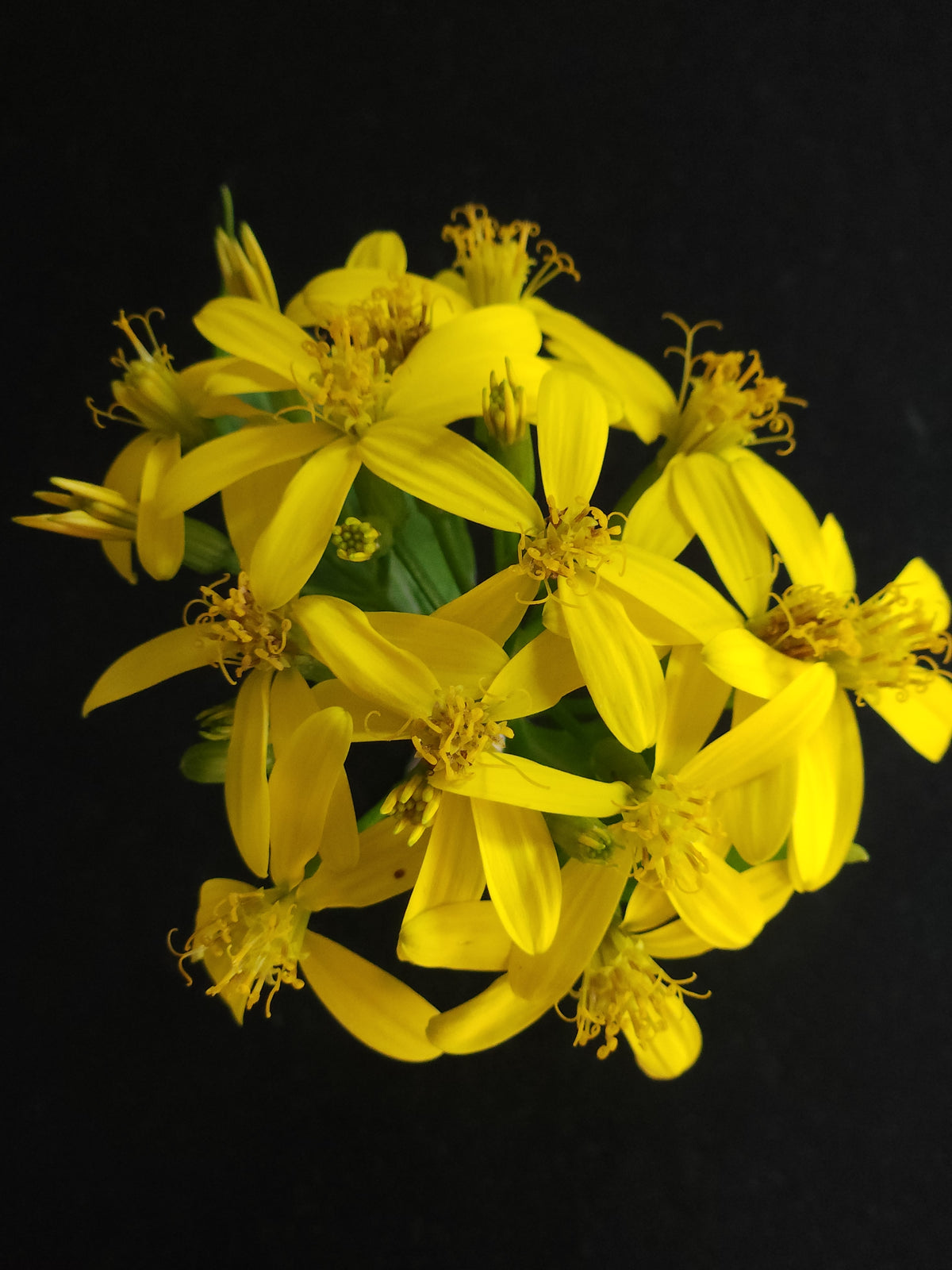 Canary Creeper (Senecio tamoides)
