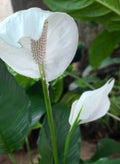 Peace Lilly Extra Large (Spathiphyllum"Sweet Sebastiano")