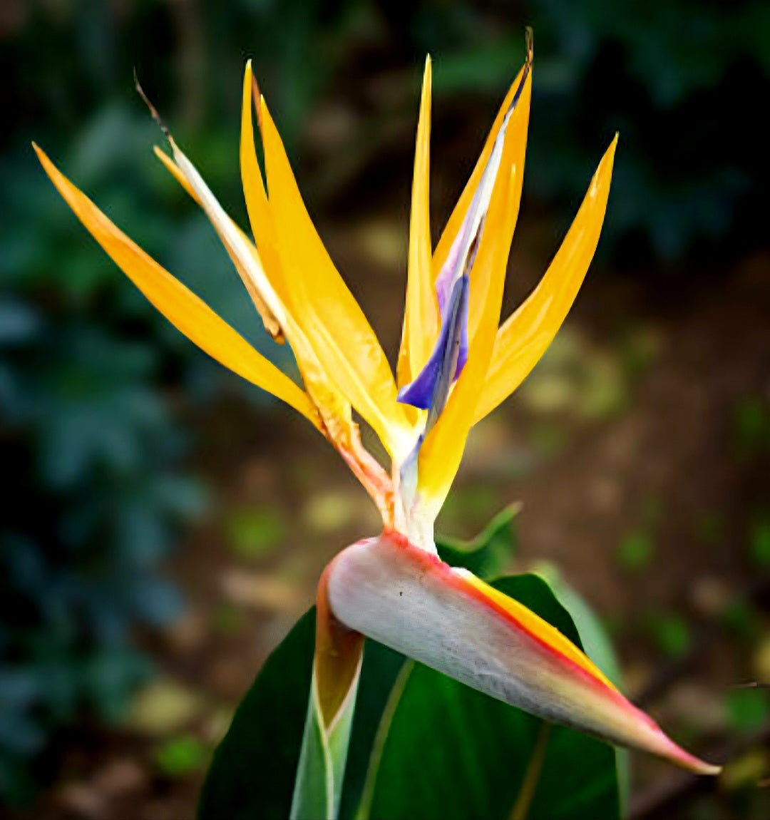 Strelitzia Yellow Hybrid (Strelitzia reginae 'Mandela's Gold')