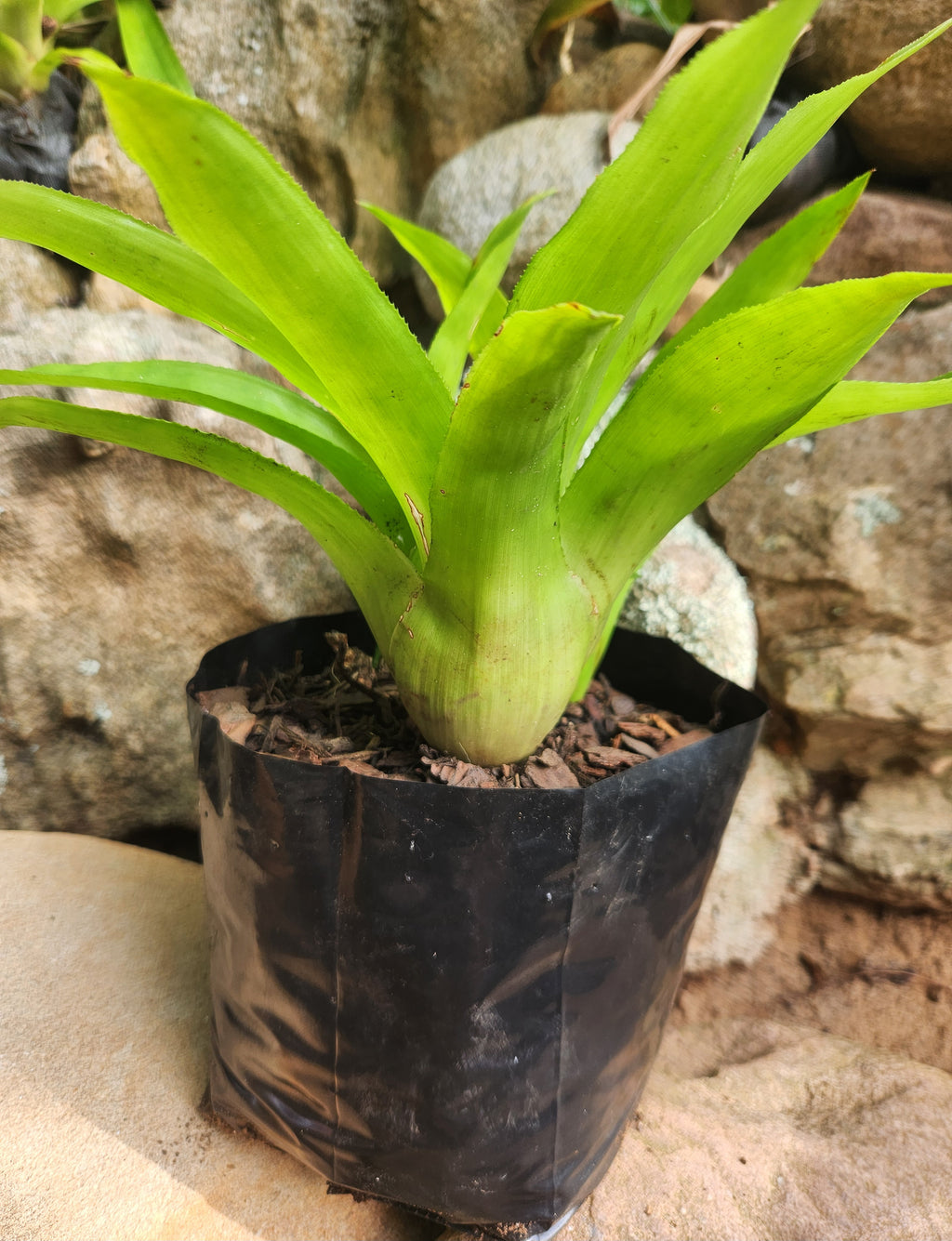 Citron Bromeliad (Canistropsis bilbergioides)