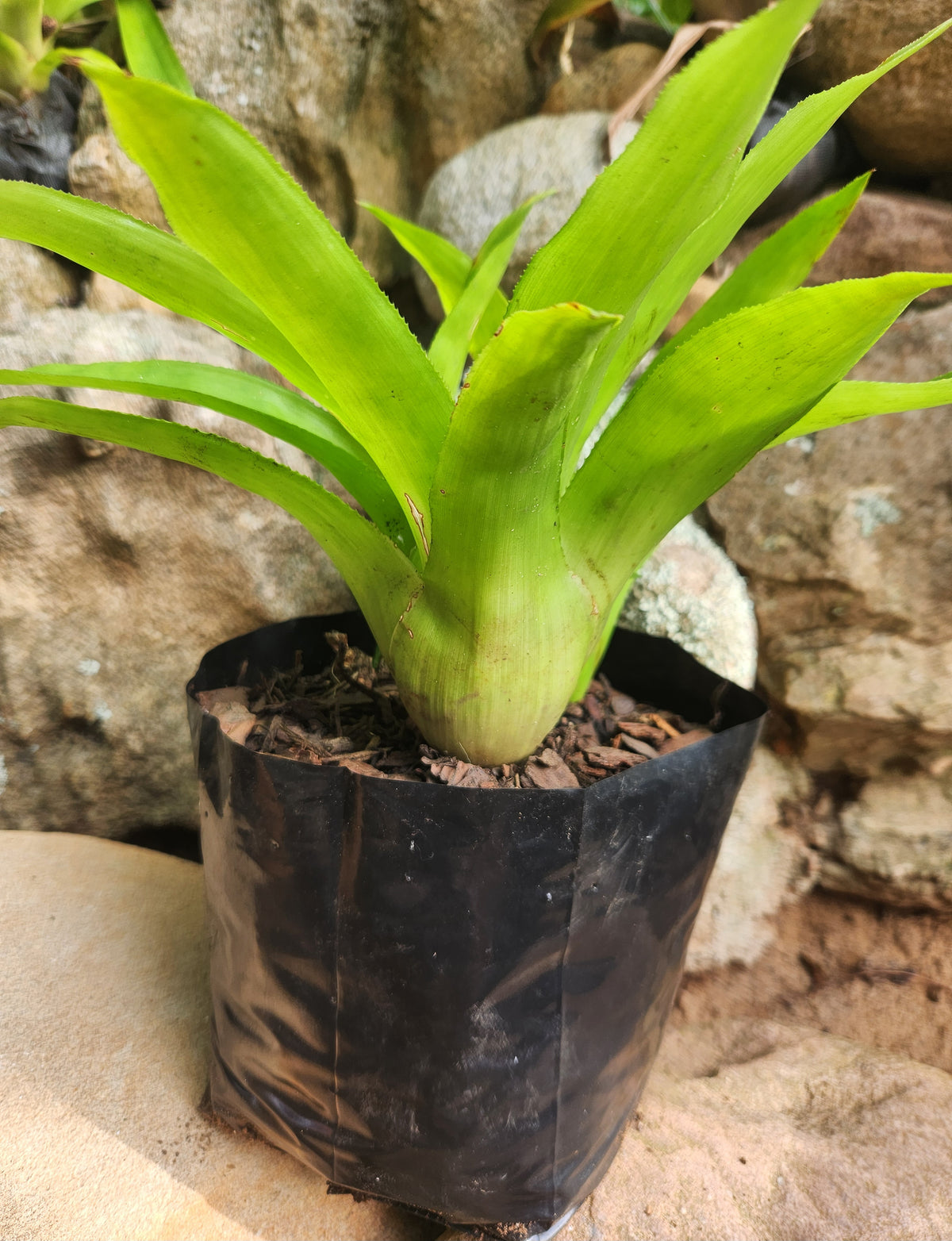 Citron Bromeliad (Canistropsis bilbergioides)
