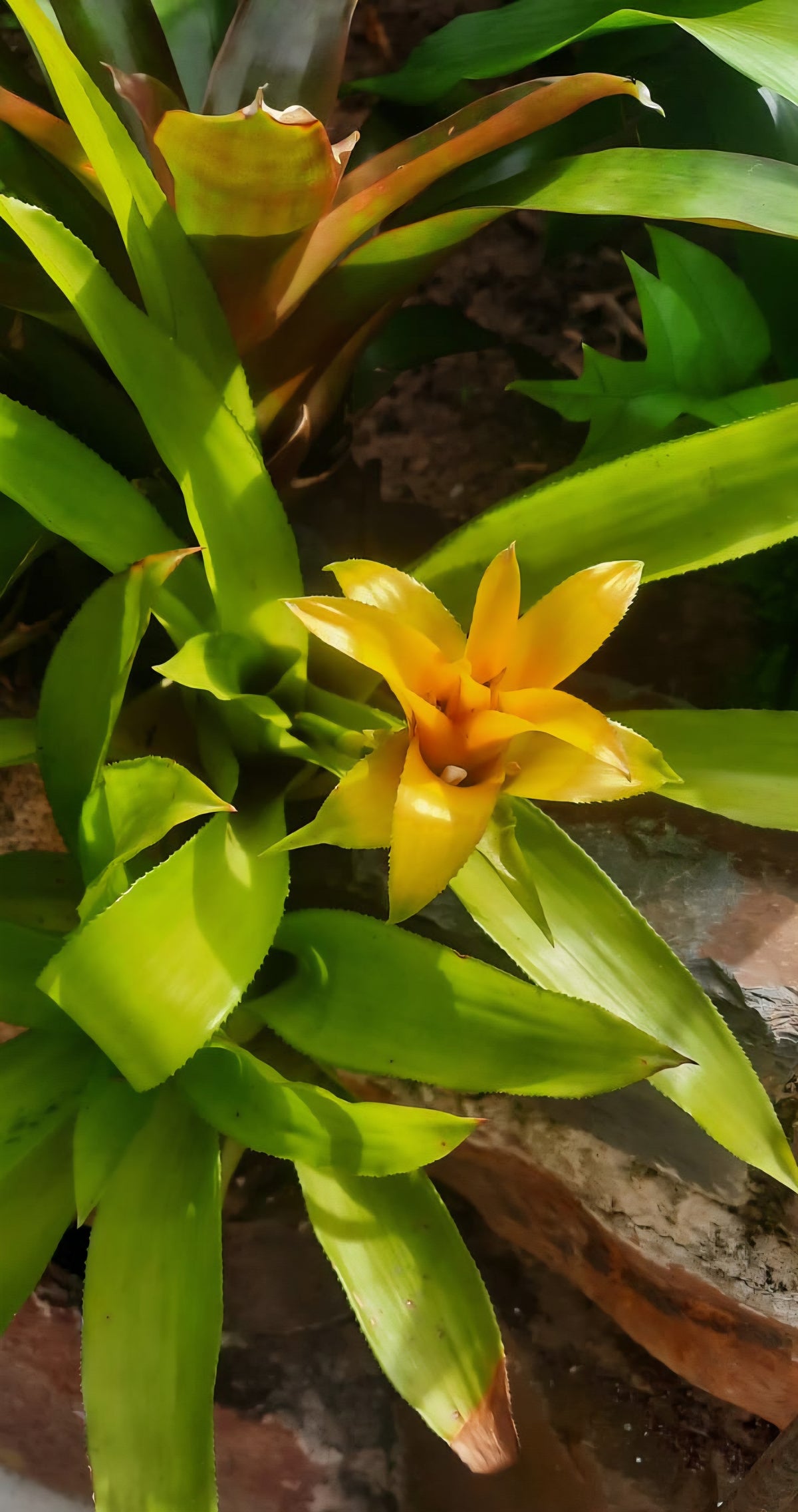 Citron Bromeliad (Canistropsis bilbergioides)