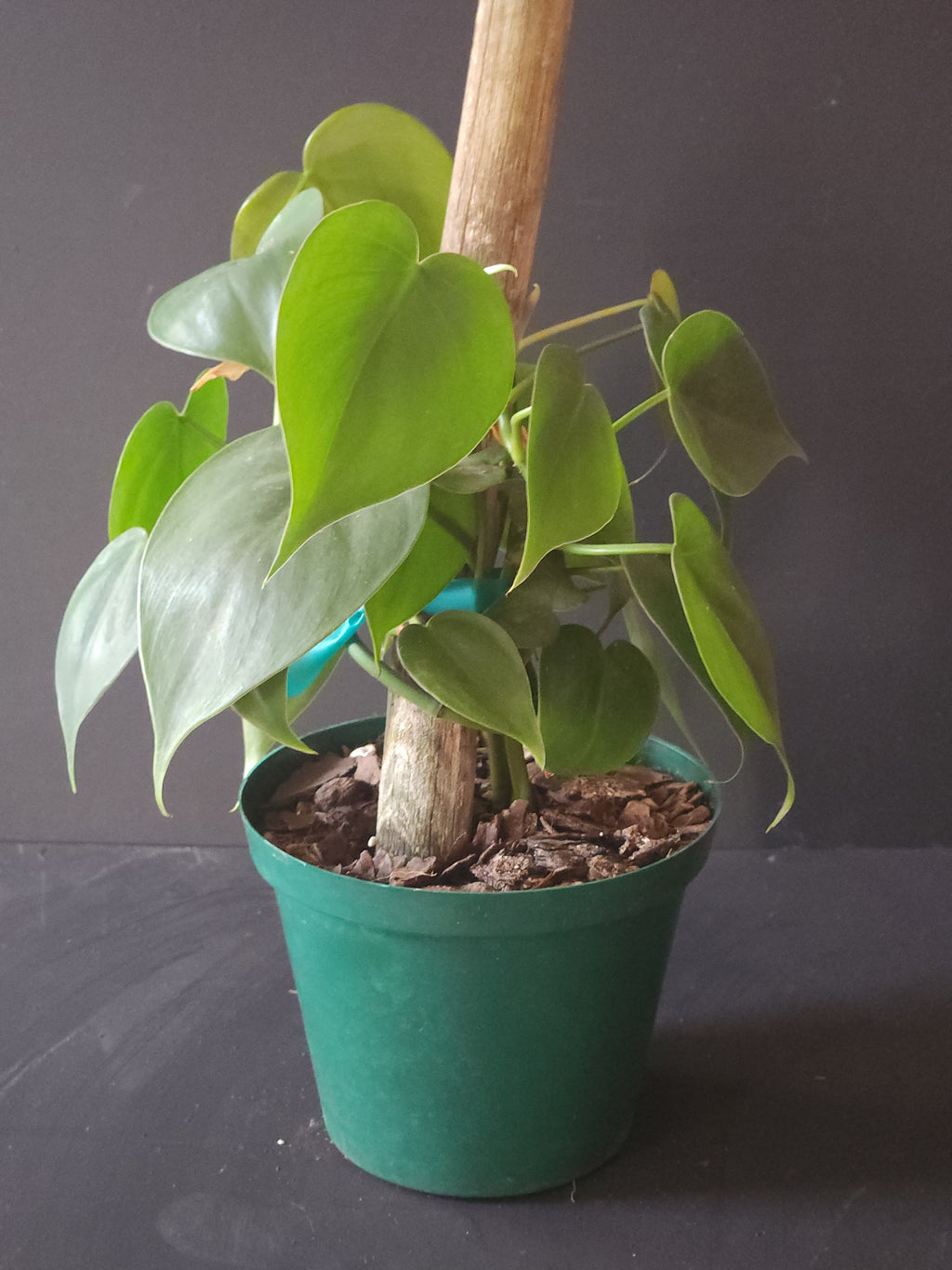 Heartleaf Philodendron (Green)