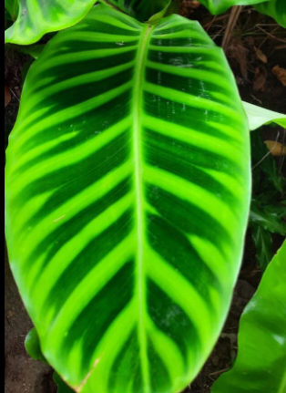 Calathea Zebrina