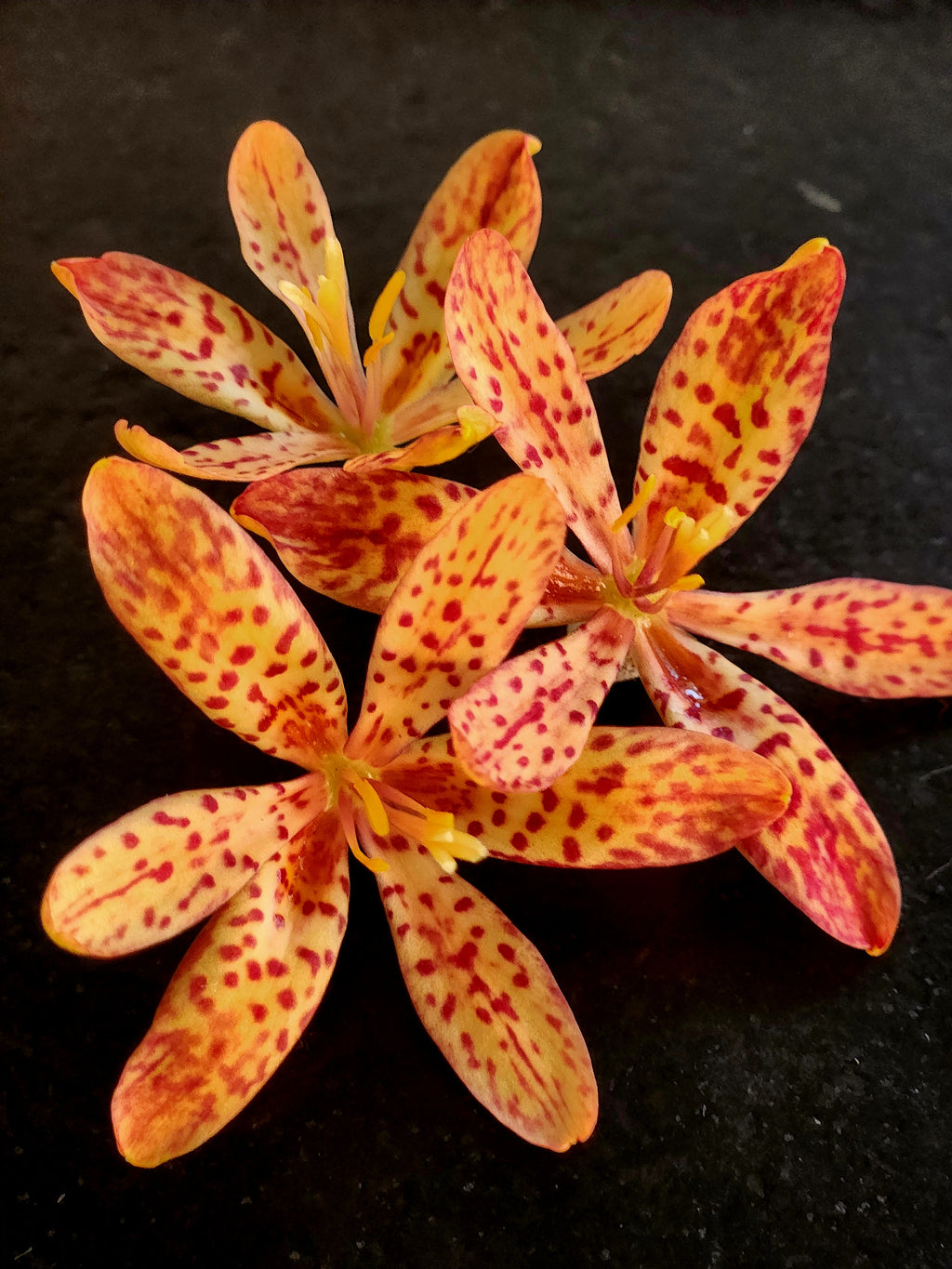 Blackberry Lily (Iris domestica)
